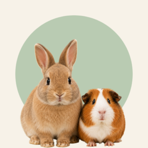 Treats Images